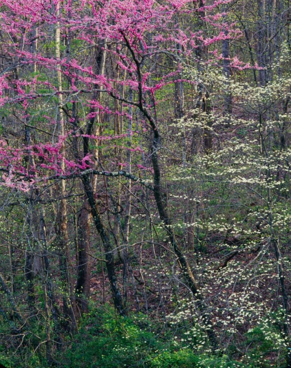 Redbud And Dogwood I Poster Print by William Neill - Item # VARPDXWN278
